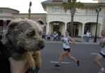 Happy Camper the dog waiting...and waiting... and waiting...to see her owner run by in the Myrtle Beach 1/2 Marathon